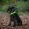 Blinkhalsband LED Orange Onesize 20-65cm>Dogman Clearance