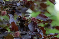 Blodbok 'Purpurea' Goliath Högstam Barrotad><noscript><img width=