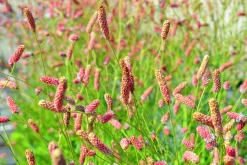 Blodtopp 'Pink Tanna'>Omnia garden Outlet