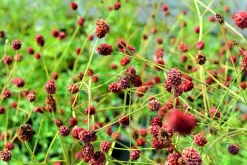 Blodtopp 'Tanna'>Omnia garden Best