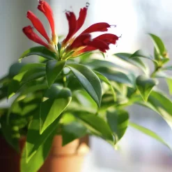 Blomjord Hasselfors 10L>Hasselfors Garden New