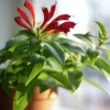 Blomjord Hasselfors 40L>Hasselfors Garden Clearance