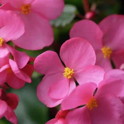 Blomjord Hasselfors 40L><noscript><img width=