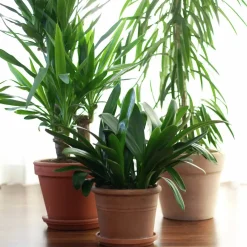 Blomjord med Lecakulor Hasselfors 40L><noscript><img width=
