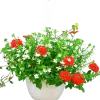 Blommande ampel Nyans 27cm>Mäster Grön New