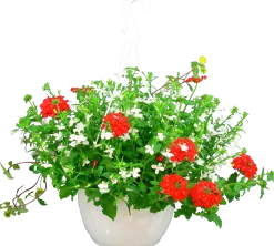 Blommande ampel Nyans 27cm>Mäster Grön New