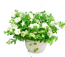 Blommande ampel Nyans 27cm>Mäster Grön New
