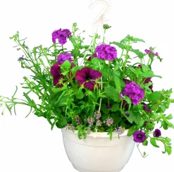 Blommande ampel Nyans 27cm><noscript><img width=