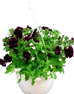 Blommande ampel Nyans 27cm><noscript><img width=