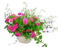 Blommande ampel Nyans 27cm><noscript><img width=