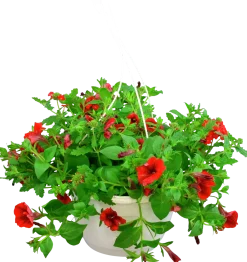 Blommande ampel Nyans 27cm><noscript><img width=