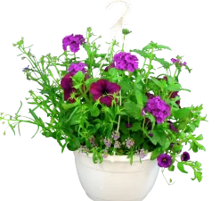 Blommande ampel Nyans 27cm><noscript><img width=