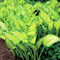 Blomsterfunkia 'Albo-picta'>Omnia garden Outlet