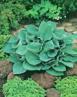 Blomsterfunkia 'Big Daddy'>Omnia garden Sale