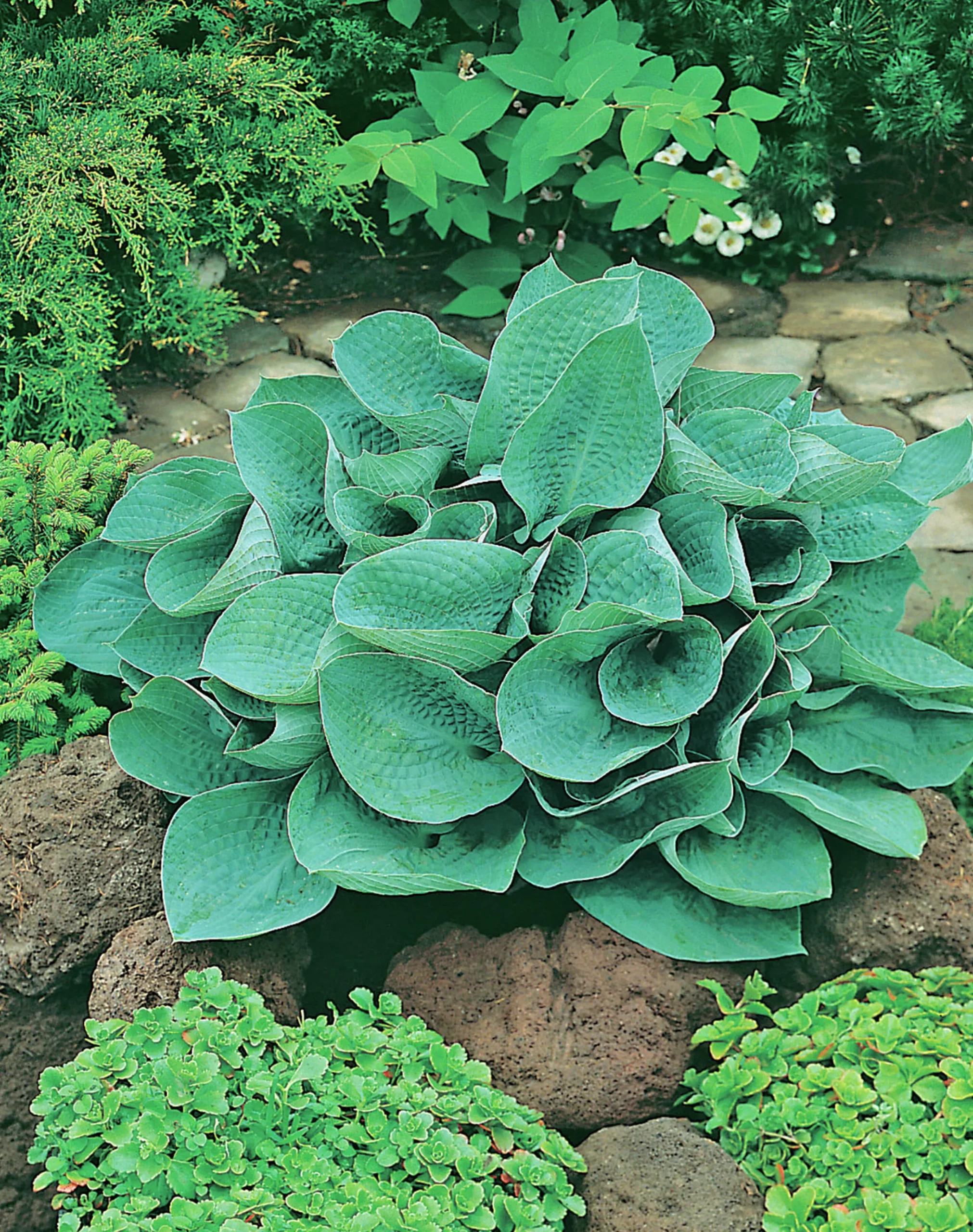 Blomsterfunkia 'Big Daddy'>Omnia garden Sale