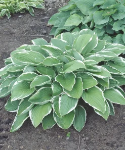 Blomsterfunkia 'Francee'>Omnia garden Online