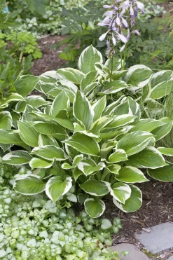 Blomsterfunkia 'Patriot'>Omnia garden Online
