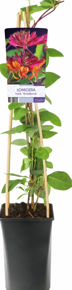 Blomsterkaprifol 'Goldflame'>Omnia garden Outlet
