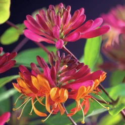 Blomsterkaprifol 'Goldflame'>Omnia garden Outlet