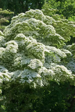 Blomsterkornell Koreansk Krukodlad>Omnia garden Outlet