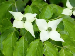 Blomsterkornell Koreansk Krukodlad>Omnia garden Outlet