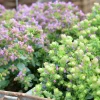 Blomsteroregano Deco 'Pink Purple' i 12cm kruka>Mäster Grön Online