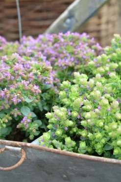 Blomsteroregano Deco 'Pink Purple' i 12cm kruka>Mäster Grön Online