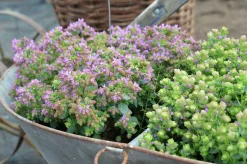 Blomsteroregano Deco 'Pink Purple' i 12cm kruka><noscript><img width=