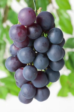 Blå Pinot noir druva 'Blau Burgunder'>Omnia garden Clearance