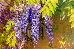Blåregn Japankt 'Issai Perfect'>Omnia garden Hot