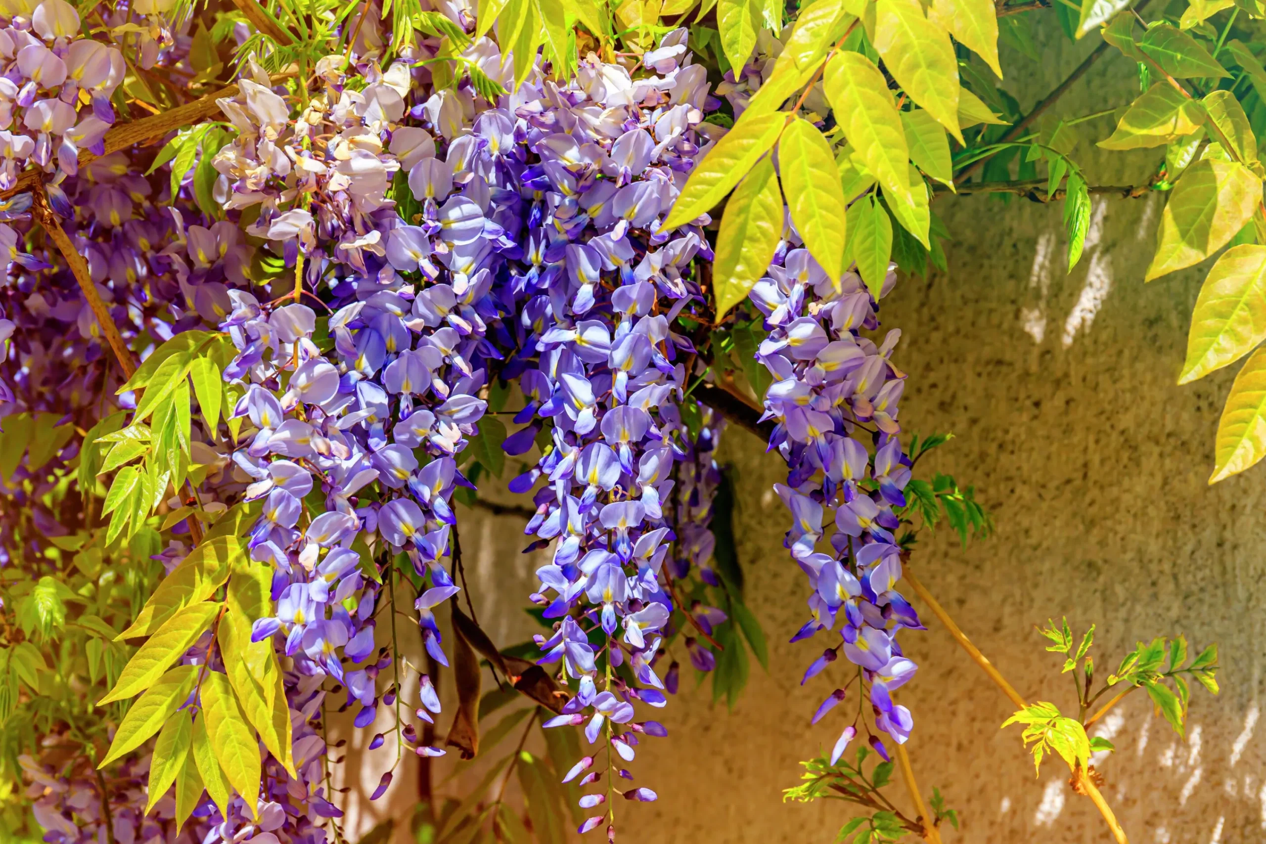 Blåregn Japankt 'Issai Perfect'>Omnia garden Hot