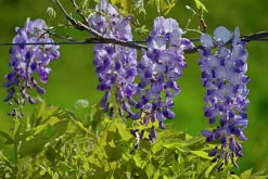 Blåregn Japankt 'Issai Perfect'>Omnia garden Hot