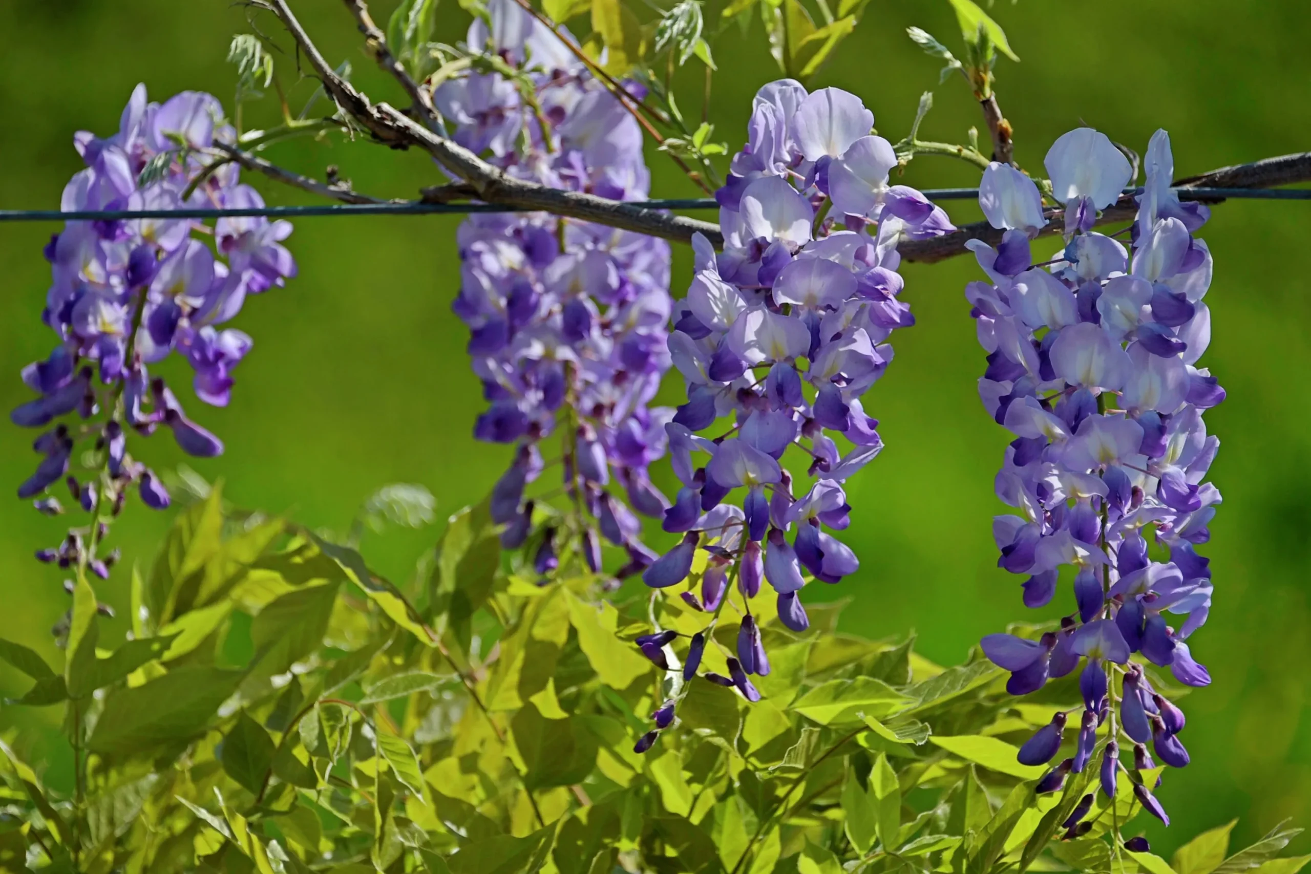 Blåregn Japankt 'Issai Perfect'>Omnia garden Hot