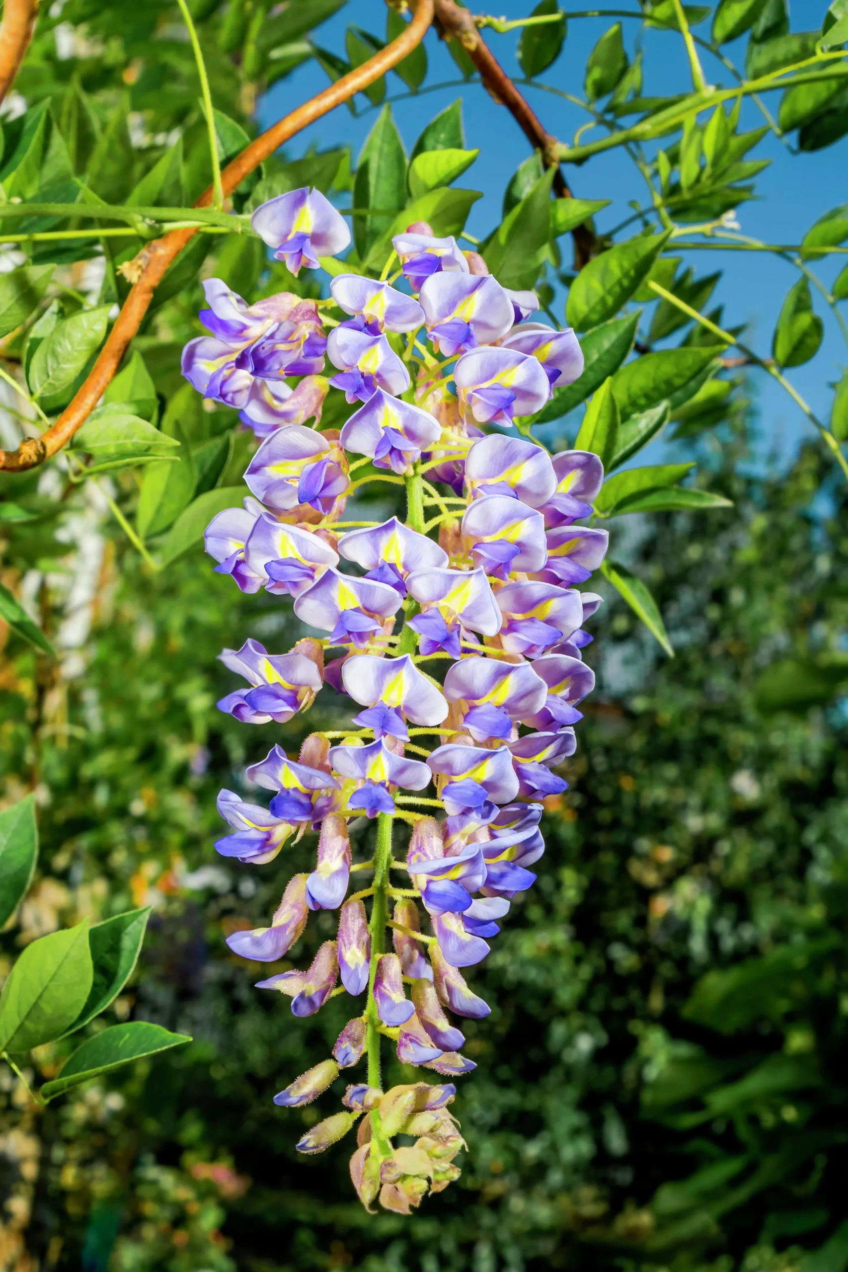 Blåregn Japanskt 'Blue Moon'>Omnia garden Outlet