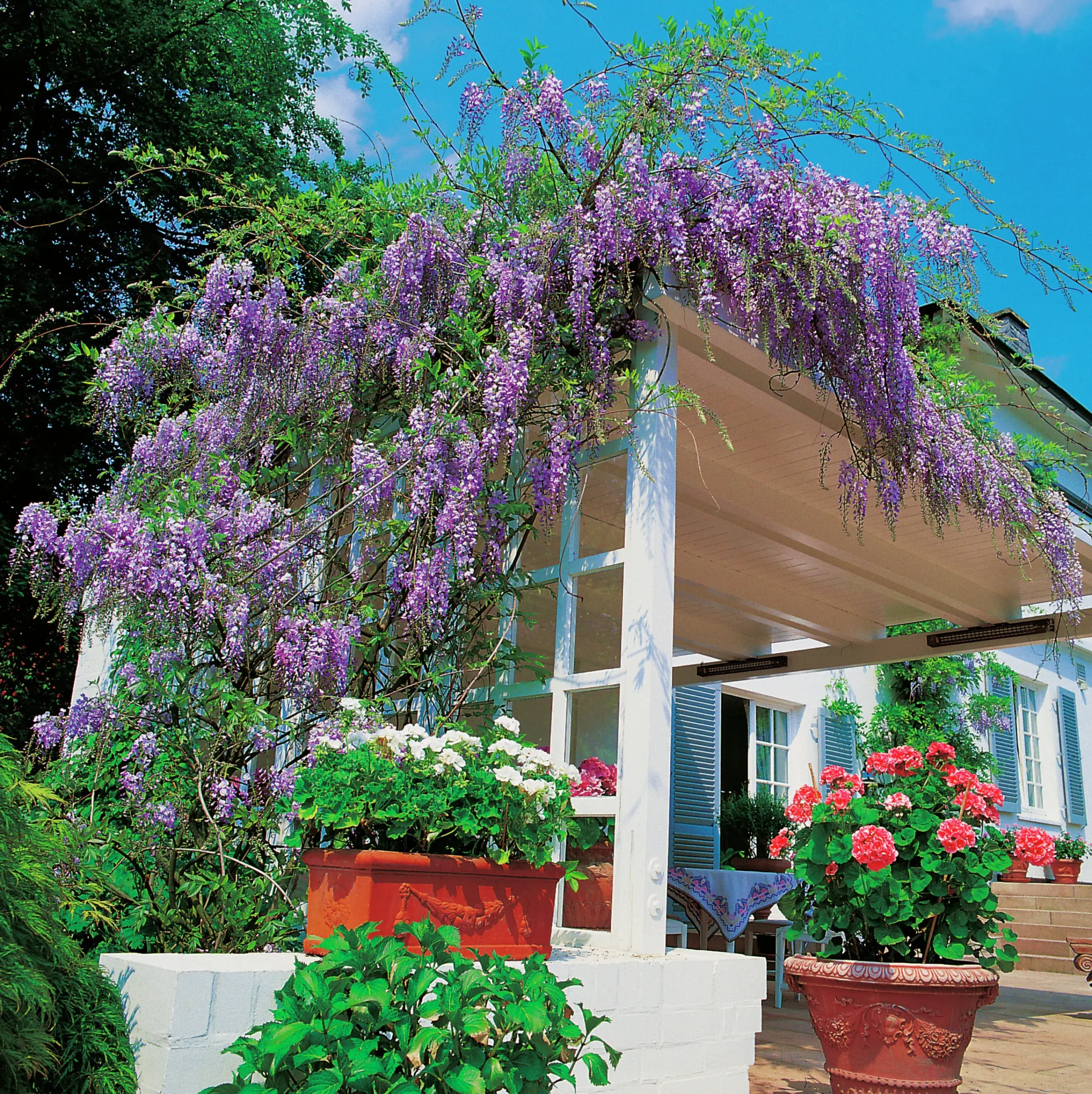 Blåregn Japanskt 'Blue Moon'>Omnia garden Outlet