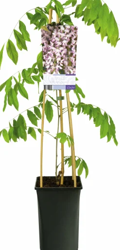 Blåregn Japanskt 'Rosea'>Omnia garden Online