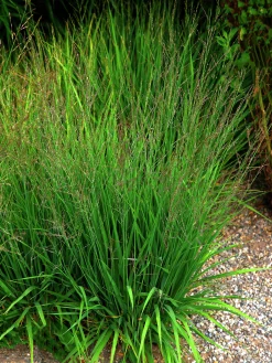 Blåtåtel 'Edith Dudszus' 2L><noscript><img width=