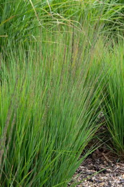 Blåtåtel 'Moorhexe' 2L>Omnia garden Clearance