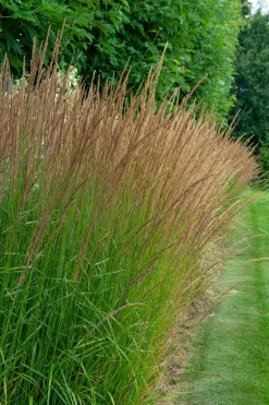 Blåtåtel 'Moorhexe' 2L>Omnia garden Clearance