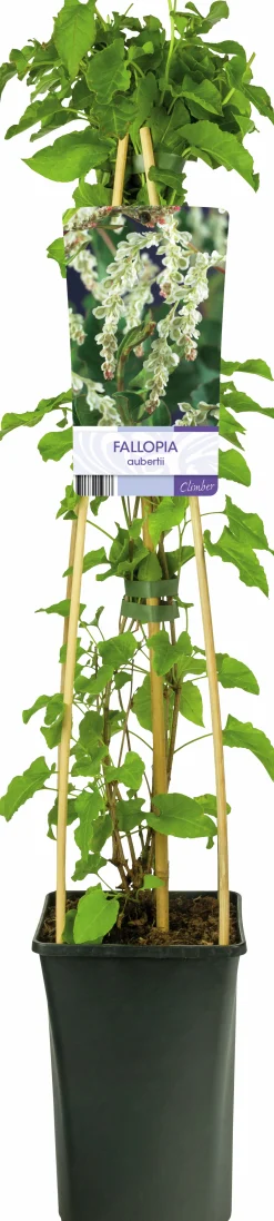 Bokharabinda>Omnia garden Sale