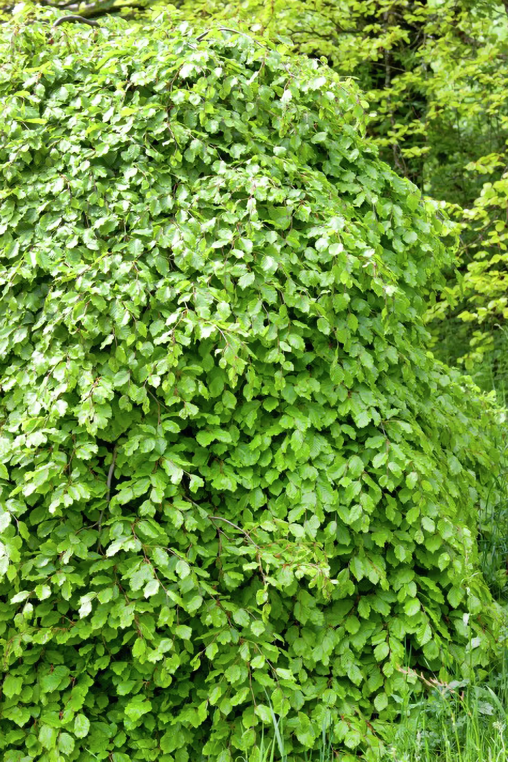 Bokhäck Barrotad>Omnia garden Outlet