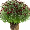 Bollkryss lat. Chrysanthemum x morifolium Mix>Mäster Grön Hot