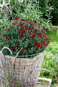 Bollkryss lat. Chrysanthemum x morifolium Mix><noscript><img width=