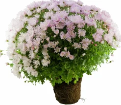 Bollkryss lat. Chrysanthemum x morifolium Mix><noscript><img width=