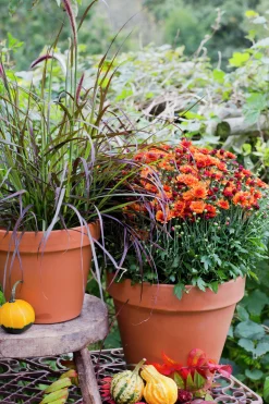 Bollkryss lat. Chrysanthemum x morifolium Mix><noscript><img width=