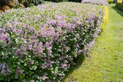Bondsyrén 50-80cm Barrotad><noscript><img width=