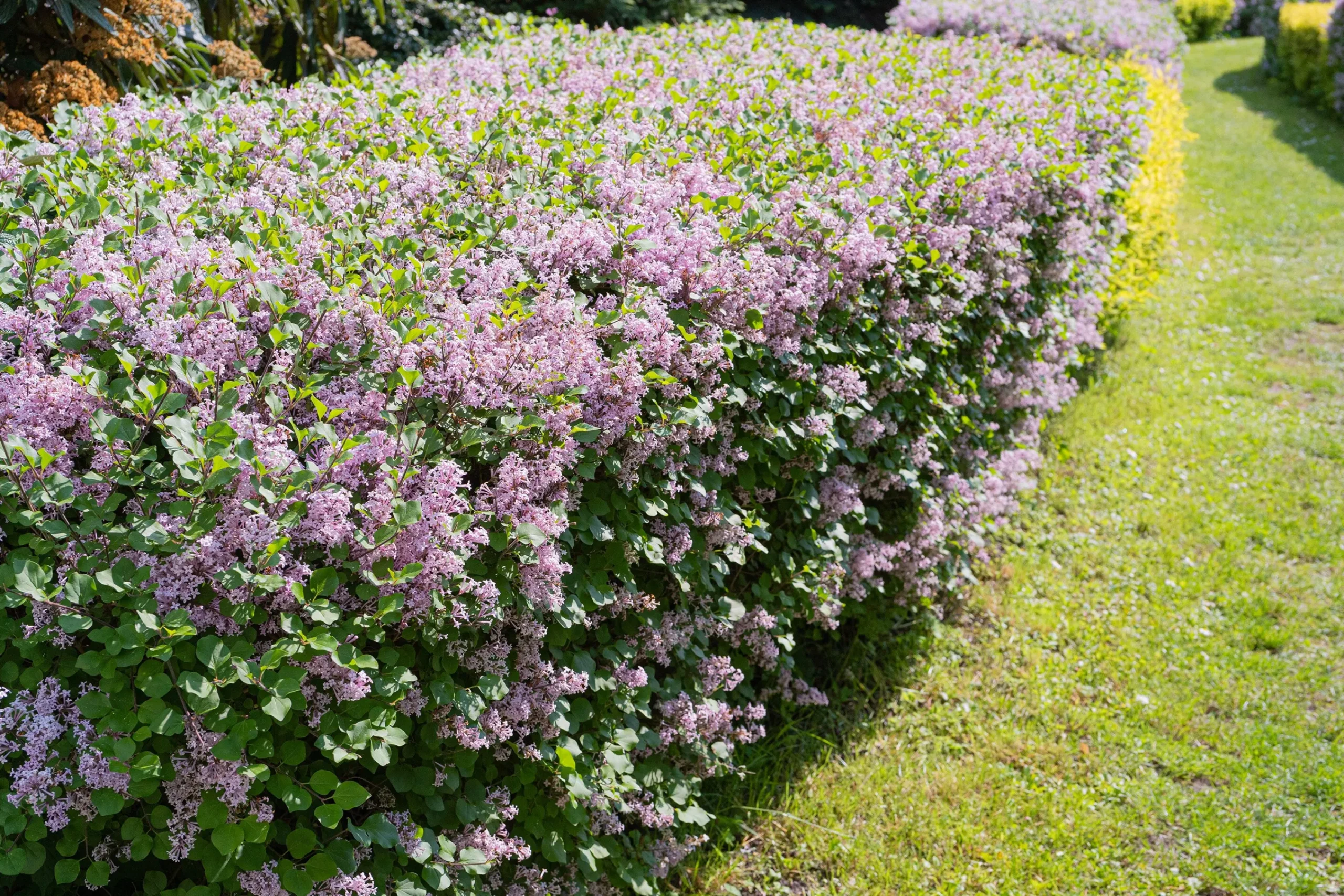 Bondsyrén 50-80cm Barrotad>Omnia garden Hot