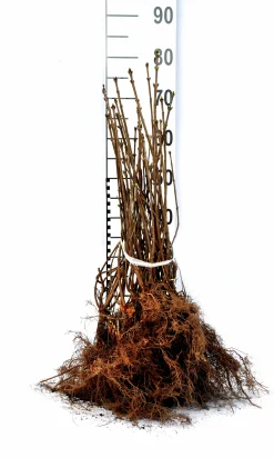 Bondsyrén 30-50cm Barrotad>Omnia garden Discount