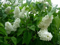 Bondsyrén 'Alba' D:9-11cm Krukodlad><noscript><img width=