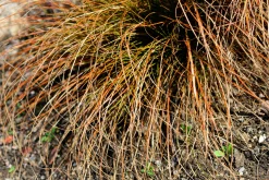 Brandstarr 'Prairie Fire' 2L>Omnia garden Discount